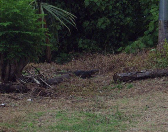 Varani spazzini, noci di cocco, rattan e altri pericoli!